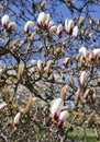 Opening large buds of Magnolia sulange bright spring day against the blue sky. Royalty Free Stock Photo