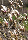 Opening large buds of Magnolia sulange in bright spring day. Royalty Free Stock Photo