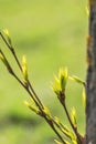 Opening leaf bud of Populus in spring Royalty Free Stock Photo