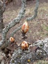 Early spring. March. Opening leaf buds. Royalty Free Stock Photo