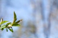 Opening leaves on a tree branch in a spring forest Royalty Free Stock Photo