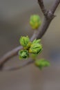 Opening lilac buds