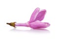 The opening lilac petal is isolated on a white background. Photo stacking