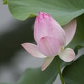 Opening lotus flower, Nelumbo nucifera