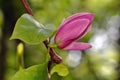 Opening Magnolia Bud Royalty Free Stock Photo