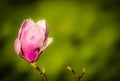 Opening magnolia bud Royalty Free Stock Photo