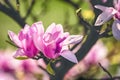 Magnolia flower in the park on dark background Royalty Free Stock Photo