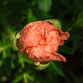 Opening orange poppy bud. Royalty Free Stock Photo