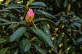 Opening pink rhododendron buds in springtime Royalty Free Stock Photo