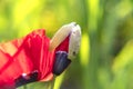 Opening poppy flower bud close up on blurred green background Royalty Free Stock Photo