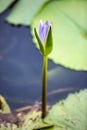 Opening purple water lily