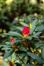 Opening red rhododendron buds in sunshine Royalty Free Stock Photo