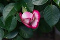 Opening rose blossom with pink and white petals - Bloomimg garden flower