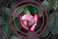 Opening rose blossom with pink and white petals - Blooming garden flower, geometric frame design