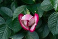Opening rose blossom with pink and white petals - Blooming garden flower