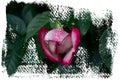 Opening rose blossom with pink and white petals - Blooming garden flower, textured brush frame design