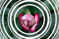 Opening rose blossom with pink and white petals - Blooming garden flower, circular frame design