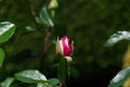 Opening rose bud with pink and yellow petals - Blooming garden flower
