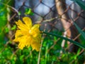 Opening spring buds and colors everywhere. Green Eden..