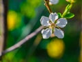 Opening spring buds and colors everywhere. Green Eden..