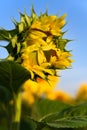 Opening Sunflower Against Blue Sky From Side Royalty Free Stock Photo