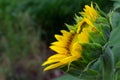 Opening sunflower blossom side view, selective focus, copy space Royalty Free Stock Photo