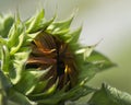Opening Sunflower Bud - Helianthus annuus Royalty Free Stock Photo