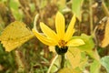 Opening sunflower flower used to make oil in a rural field Royalty Free Stock Photo