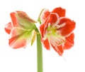Opening variegated amaryllis Royalty Free Stock Photo
