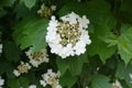 Opening white flowers of guelder rose Royalty Free Stock Photo