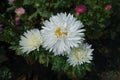 Opening white flowers of three asters in September