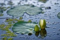 Opening water lily blossom on Danube delta Royalty Free Stock Photo