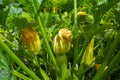 The opening of a yellow flower in zucchini in the garden Royalty Free Stock Photo