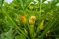 The opening of a yellow flower in zucchini in the garden Royalty Free Stock Photo