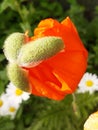 Opening young poppy flower