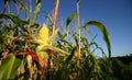 Openned corn crop. Royalty Free Stock Photo