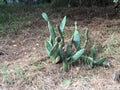 The Opuntia plant is better known as the `prickly pear` cactus, and to some as `tuna fruit`.