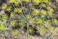 Blooming dill.