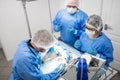 Three professional vet dentists operating white dog