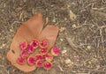 Operculum caps of Bloodwood Gumnuts Royalty Free Stock Photo