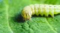 Operophtera brumata from side, macro photo on green leave