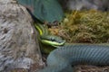 Opheodrys aestivus, commonly known as the rough green snake, is a nonvenomous North American colubrid. It is sometimes called gras