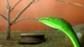 Opheodrys green snake on nature