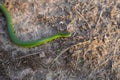 Opheodrys smooth green grass snake slithers through the dry grass