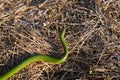 Opheodrys smooth green grass snake slithers through the dry grass