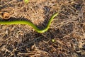 Opheodrys smooth green grass snake slithers through the dry grass