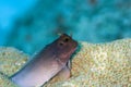 Ophioblennius atlanticus, redlip blenny