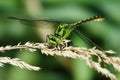 Ophiogomphus cecilia,close-up photo