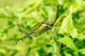 Ophiogomphus cecilia.