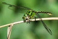 Ophiogomphus cecilia,close-up photo